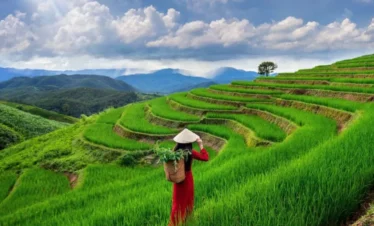 Rice Terraces