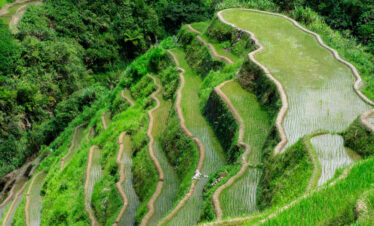 Tegallalang Rice Terraces