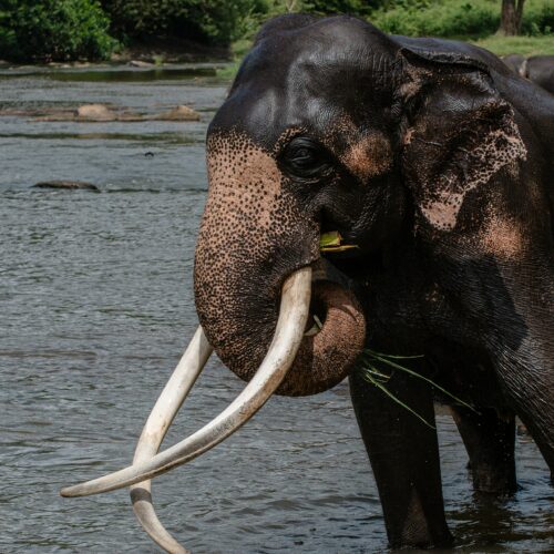 Elephant of the SriLanka