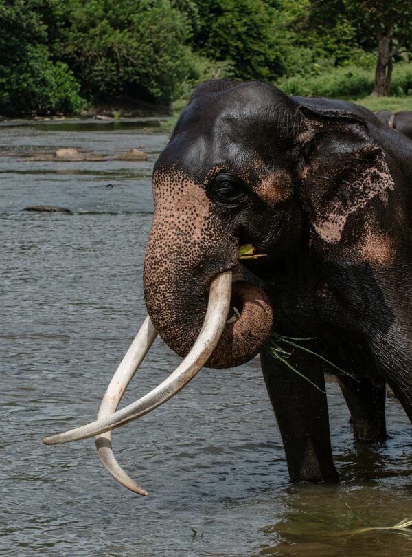 Elephant of the SriLanka