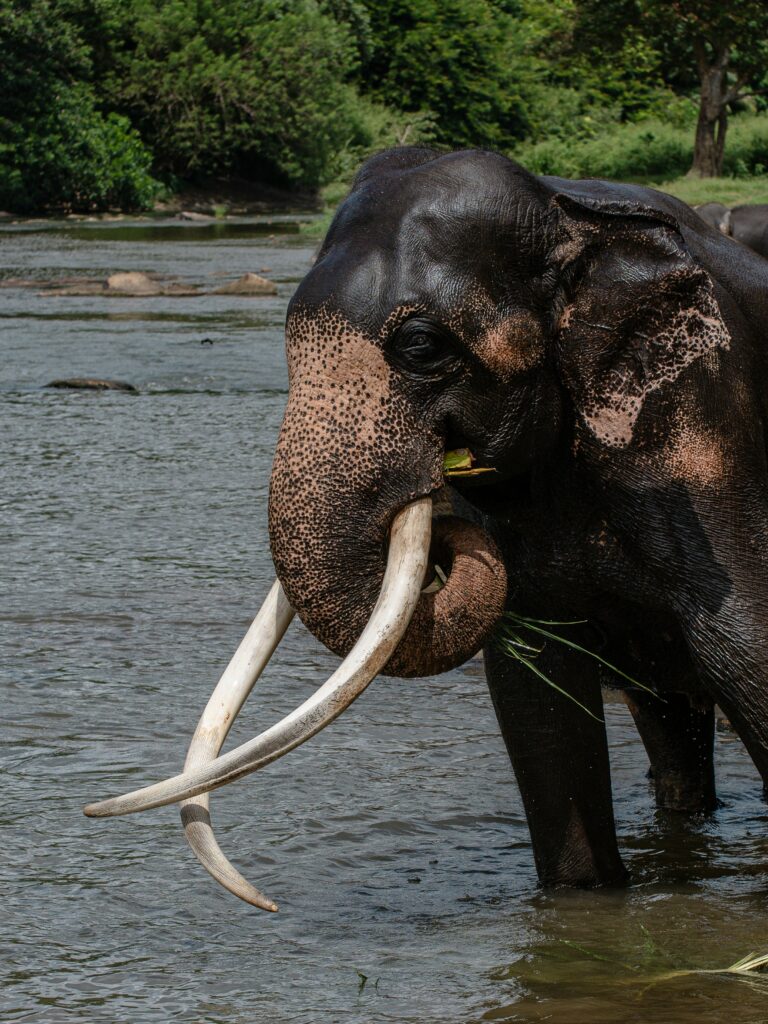 Elephant of the SriLanka